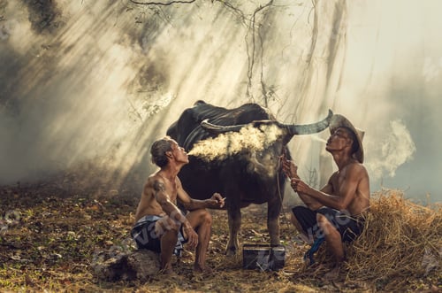 Preview: Two Asian old man smoking and talking with buffalo and ray of sun background