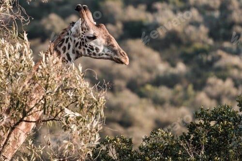 Preview: Giraffe Wild Wildlife Animals Hoofed Mammal Tallest Terrestrial Ruminant In Kenya East Africa