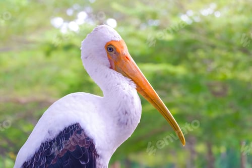 Preview: Painted Stork perching on branch with blurred green natural background in the forest