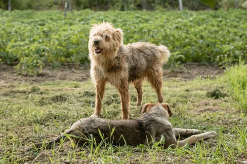 Preview: Cute dogs playing in the garden