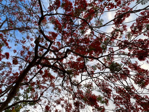Preview: Red flame tree