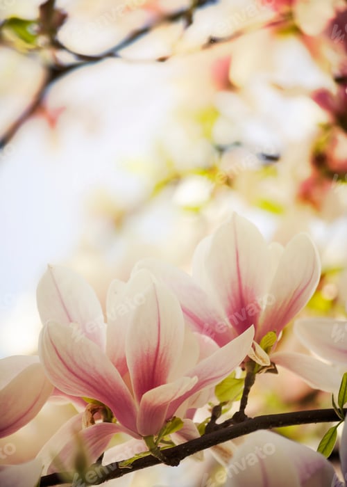 Preview: Delicate Pink and White Magnolia Blossoms in Spring