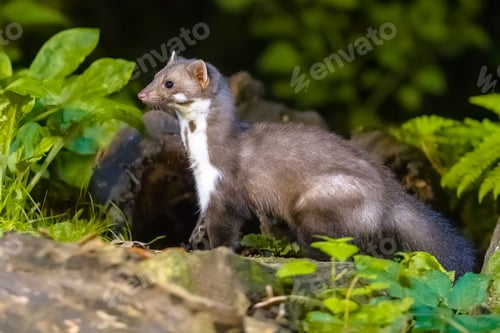Preview: Stone marten on forest background