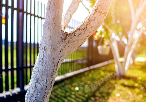 Preview: Whitewashed bark of fruit trees growing in sunny orchard garden on blurred green copy space