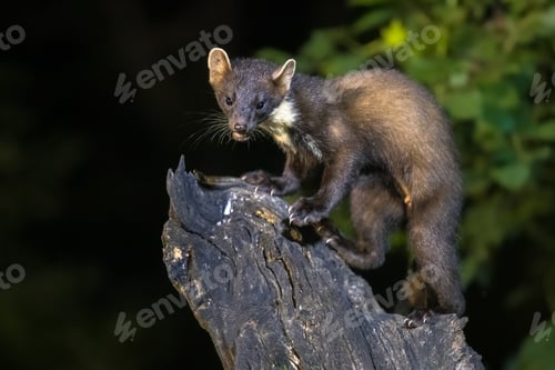 Preview: Pine marten on trunk in forest at night