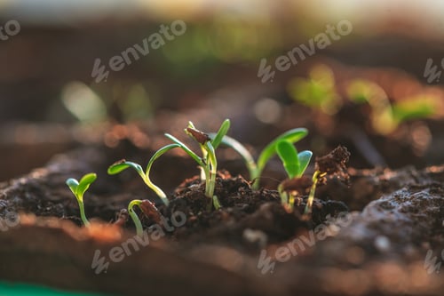 Preview: A small green sprouts in a peat pot, planting plants in the spring in open ground