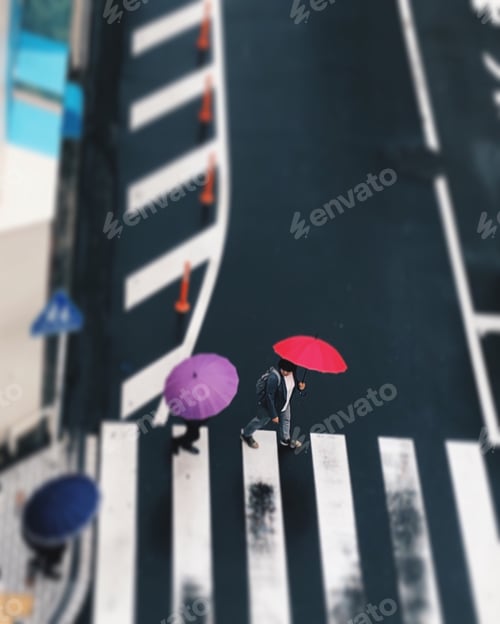 Preview: People crossing a zebra pedestrian crossing holding red and purple umbrellas in rainy season.