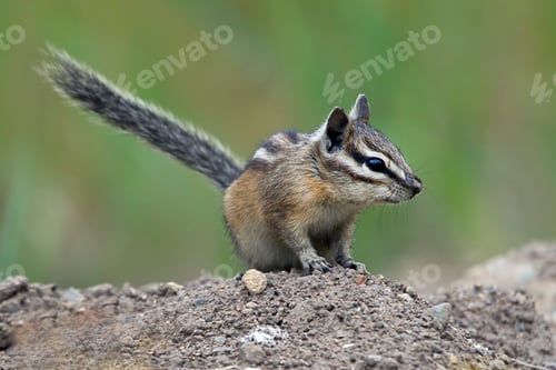 Preview: Chipmunk looks to the left.