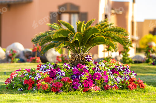 Preview: Small green palm tree surrounded with bright blooming flowers growing on grass covered lawn in