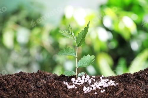 Preview: Growing plant and fertilizer on soil against blurred background, space for text. Gardening time