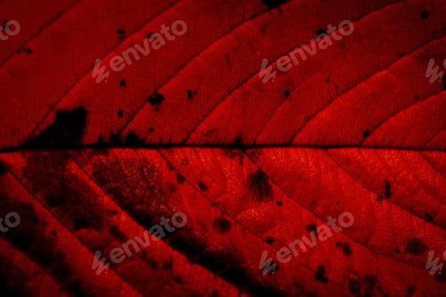 Preview: Red colored leaf texture (Cherry blossom leaf)