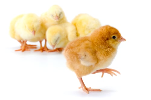 Preview: Newborn brown chicken walking away