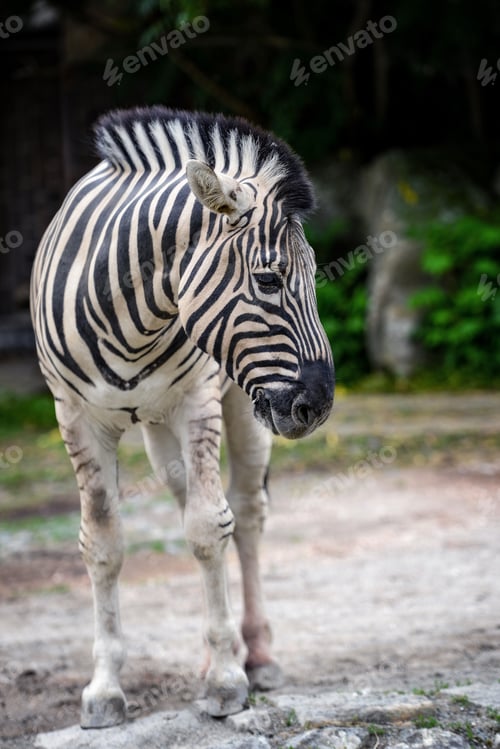 Preview: Animal close-up photography. Zebra in the wild. ❤️ nominated 💔