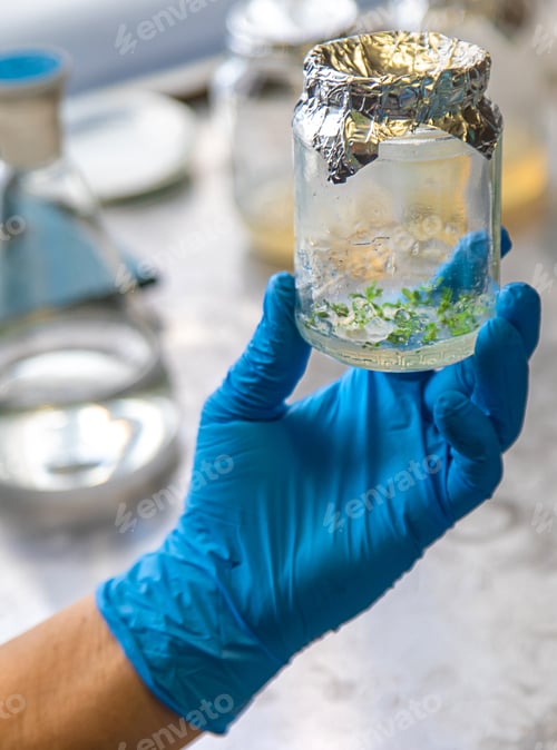 Preview: laboratory jars with plants. Selective focus.