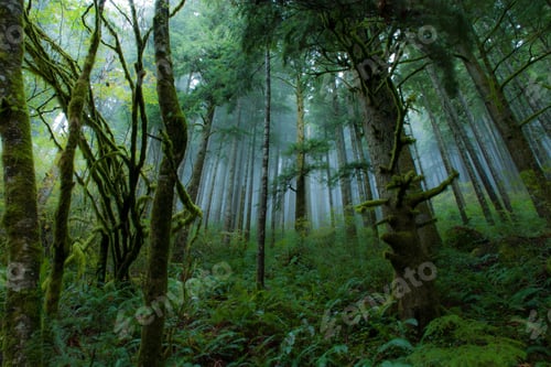 Preview: rain, raindrop, rainforest, raining