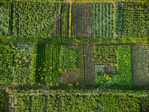 Preview: Green vegetable garden, aerial view