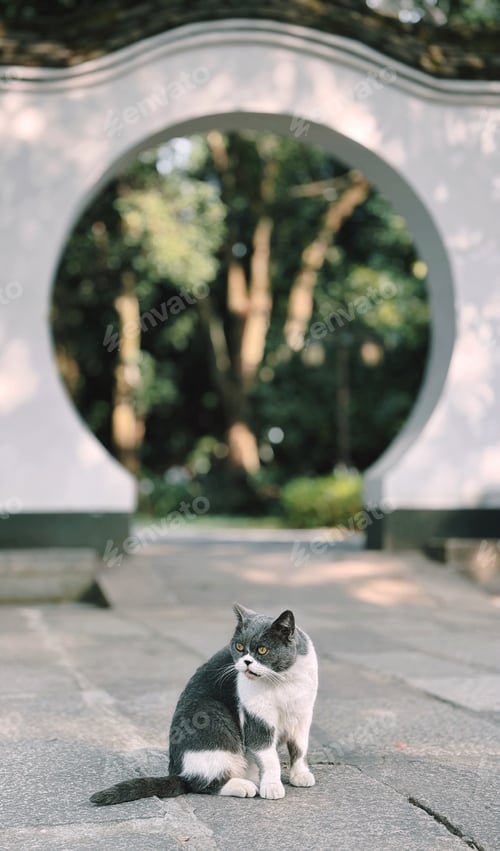 Preview: A cat in garden