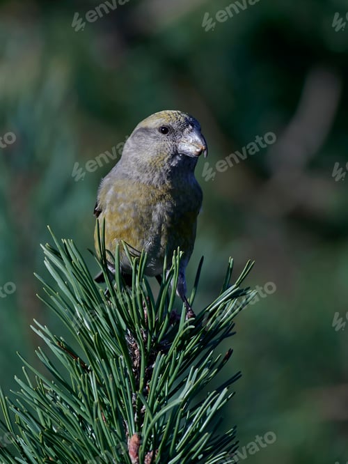 Preview: Parrot crossbill (Loxia pytyopsittacus)