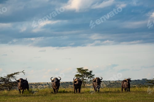 Preview: African Buffalo (Syncerus caffer aka Cape Buffalo) seen on african wildlife safari vacation at a nat