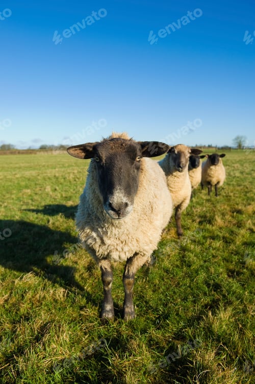 Preview: A small flock of sheep in a field.