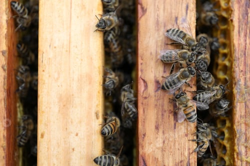 Preview: Closeup of hive frames with bees, top view