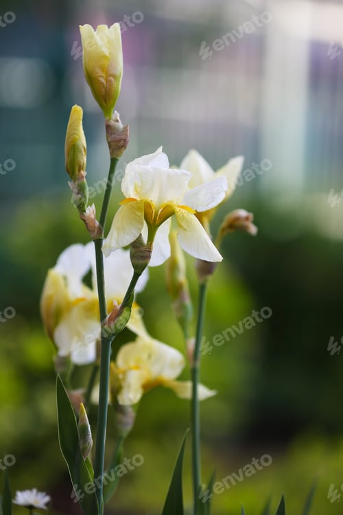 Preview: Flowering white bearded iris in a garden.