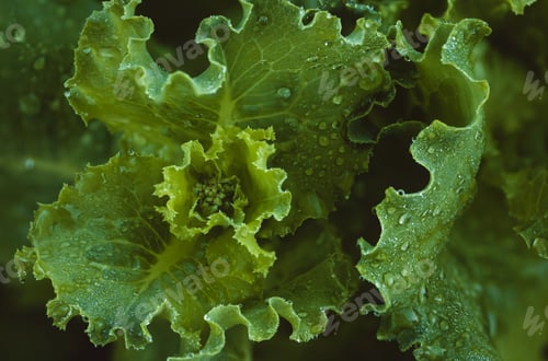 Preview: Green leaves lettuce closeup. Vegetarian food and source of vitamins. macro photography