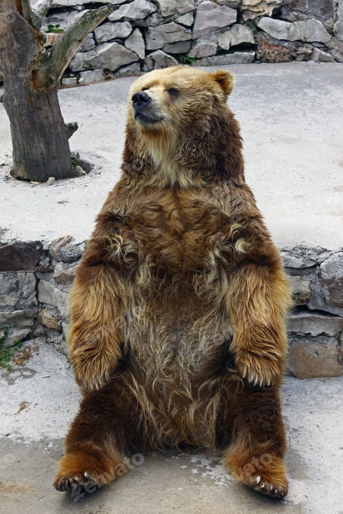 Preview: Cute brown bear sitting