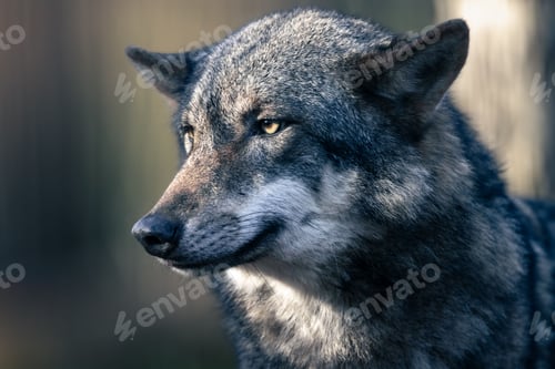 Preview: Close-up of a Grey Wolf