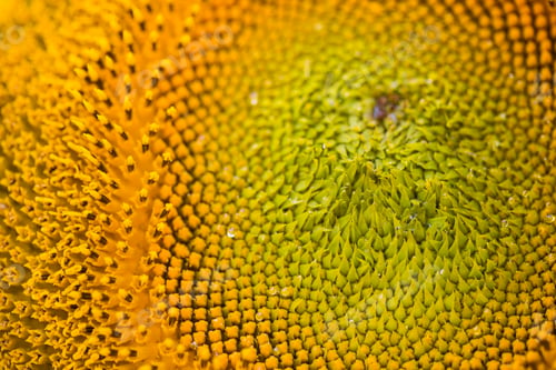 Preview: Sunflower field