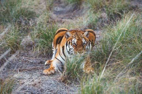 Preview: Tiger in green grass
