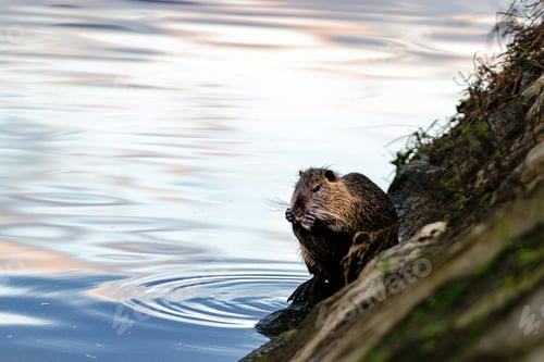 Preview: Soft focus of a nutria on the banks of Fossa dell Abate river in Tuscany, Italy
