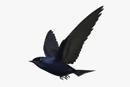 Preview: Purple Martin Swallow in Flight, Progne Subis