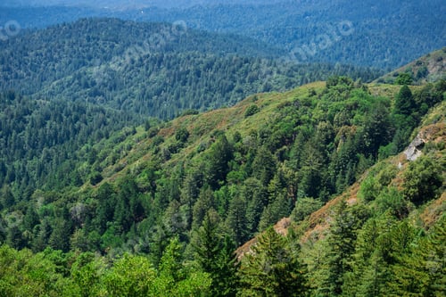 Preview: Hills and valleys covered in evergreen trees