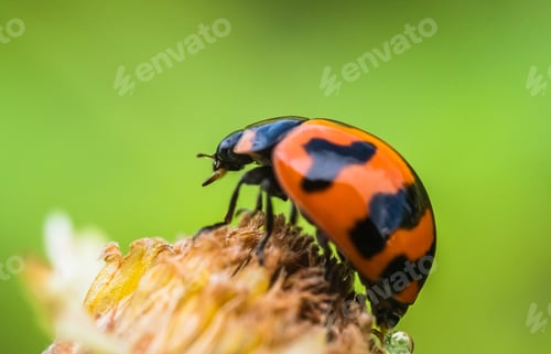 Preview: Lady bug, beetle insect on flower