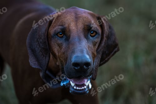 Preview: Closeup of a Redbone Coonhound panting while playing at a dog park