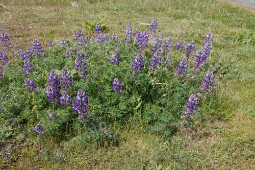 Preview: Closeup on the purple flowering seashore lupine , Lupinus littoralis at Bandon coastline, Oregon