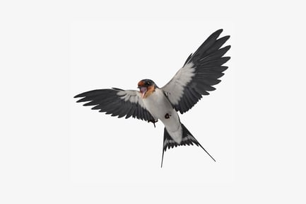 Preview: Swallow with spread wings and open beak
