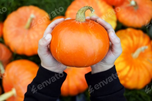 Preview: Children's hands hold a small pumpkin against the background of many large orange pumpkins and grass