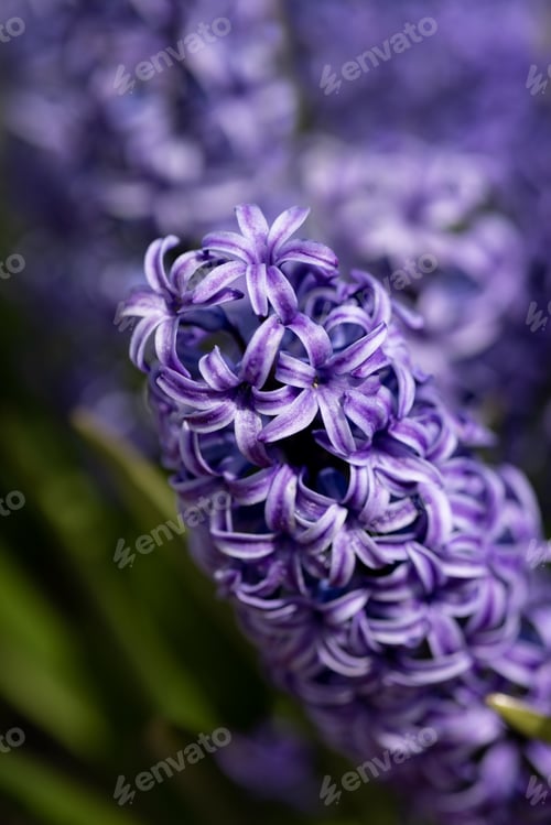 Preview: Hyacinth flower purple with light stripes on the edges close-up