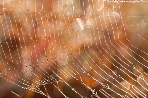 Preview: Beautiful pattern of spider's web with dewdrops on green background, Nature background