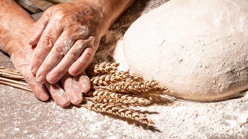 Preview: bread dough ready for kneading. preparing the dough. Woman great-grandmother knead dough