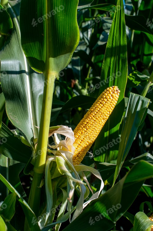 Preview: fresh yellow corn cob surrounded with green leaves