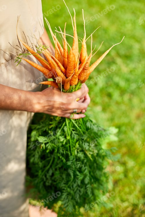 Preview: Hands of woman holding branch of raw organic carrots, homegrown