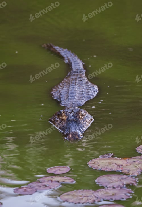 Preview: Caiman animali