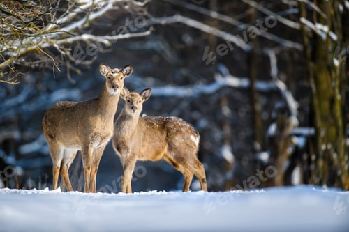 Preview: Roe deer in the winter forest. Animal in natural habitat