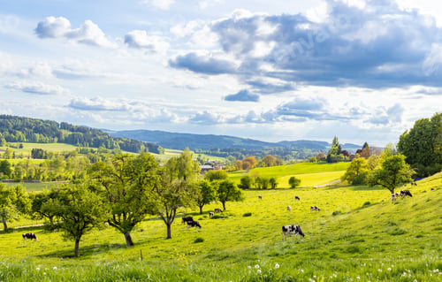 Preview: A herd of cows graze on a hill with a meadow and
