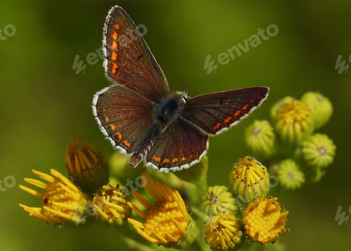 Preview: butterfly, insect, wing, animal, nature, macro, spring, antenna, color, beautiful, summer, lepidopte