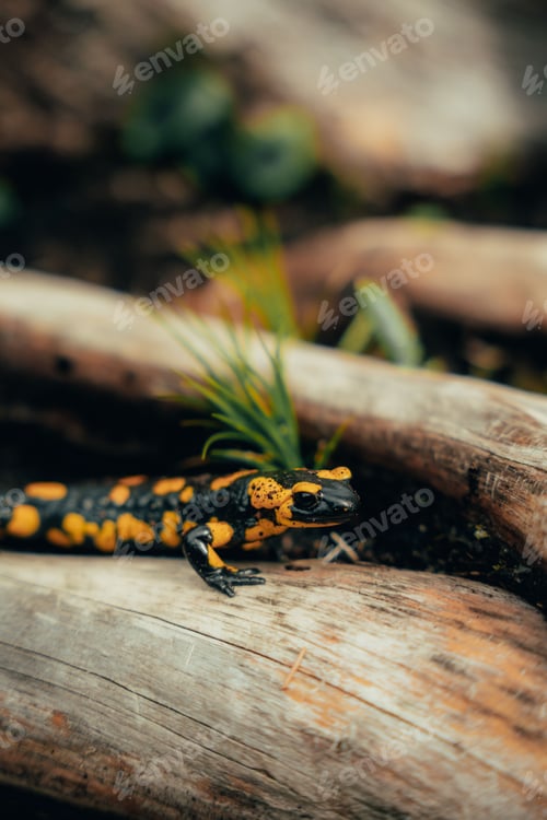 Preview: Vibrant fire salamander on a mossy log in a forest setting, with striking black and yellow patterns.