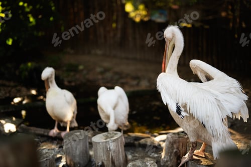 Preview: Elegant pelicans by a serene pond in natural habitat